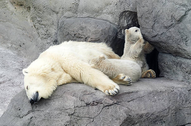 istock mother white bear with 2 children 145905337