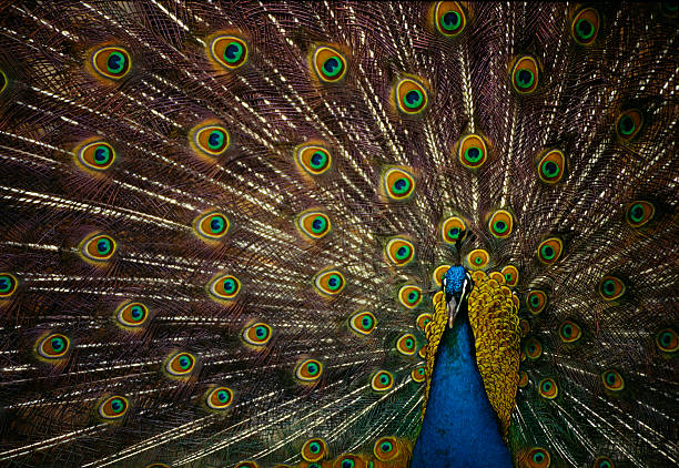 Peacock - Photo