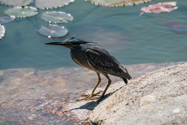 grey heron close up portrait