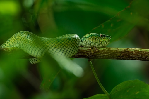 Borneo Keeled Pit Viper at night  (Tropidolaemus subannulatus), one of the most iconic pit viper in Borneo.