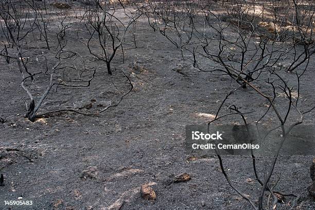 Bruciate - Fotografie stock e altre immagini di Affranto - Affranto, Albero, Ambiente