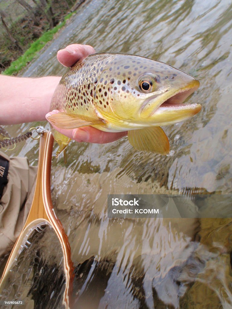 Pesca con mosca para wild trucha común - Foto de stock de Agua libre de derechos