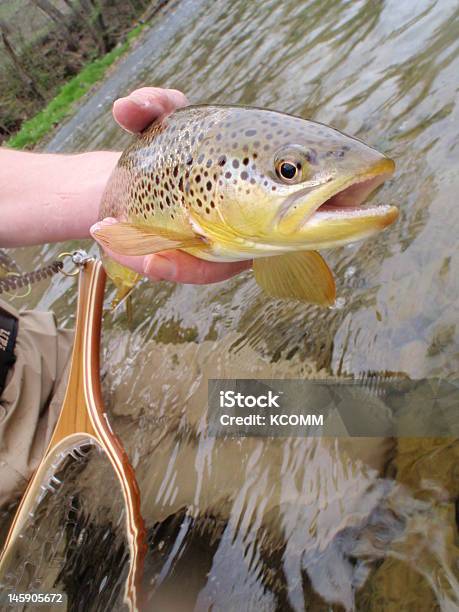 Pesca Con Mosca Para Wild Trucha Común Foto de stock y más banco de imágenes de Agua - Agua, Aire libre, Animales salvajes