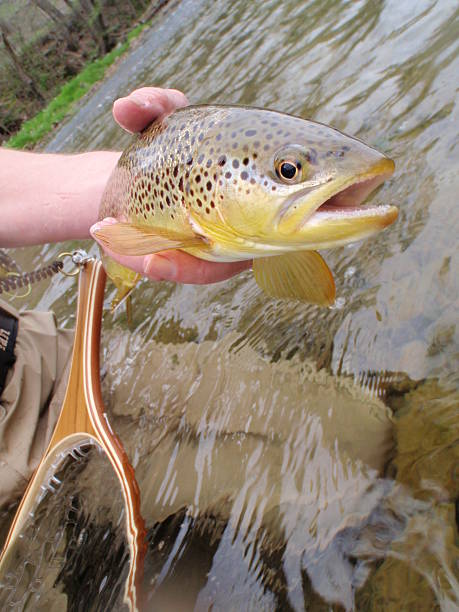 istock Fly Fishing for wild Brown Trout 145905672