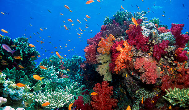 morbido barriera corallina scena - reef fish foto e immagini stock