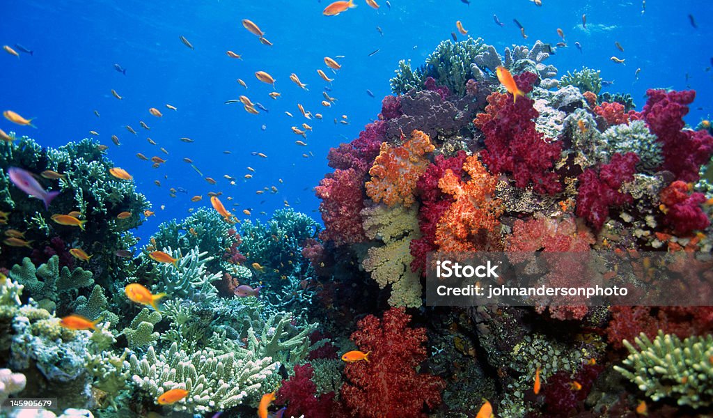 Soft coral reef scene Beauitful Fiji soft coral gardens Reef Stock Photo
