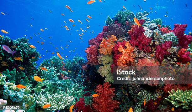 Soft Coral Reef Scene Stock Photo - Download Image Now - Reef, Fiji, Sea