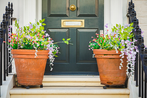 Potted plants on the steps of a traditional London mews townhouse.