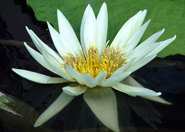 istock White Exotic Flower With Green Leaves 145905705