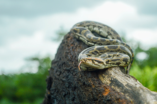 Photo libre de droit de Python Indien Python Molurus Est Une Grande ...
