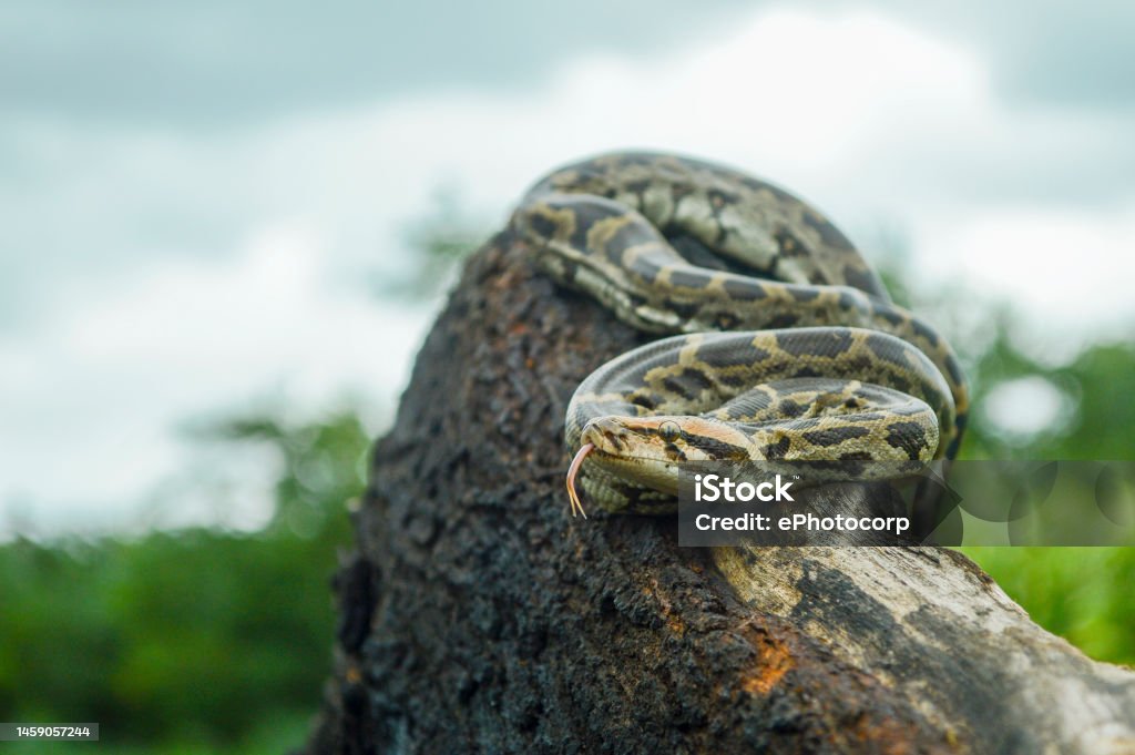 Indian Python Python Molurus Is A Large Nonvenomous Python Species ...