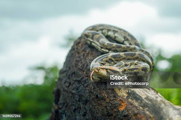Indian Python Python Molurus Is A Large Nonvenomous Python Species ...