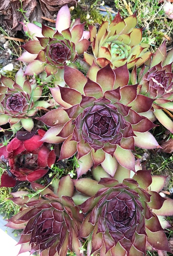 Close-up photograph of a collection of bright green and dark red fleshy Aeonium and Sempervivum succulent plants.