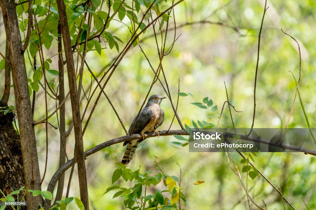 Common Hawkcuckoo Hierococcyx Varius Popularly Known As The Brainfever