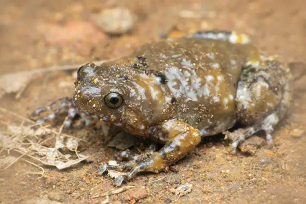 Photo of Ramanella frog, Uperodon variegatus, Satara, Maharashtra, India