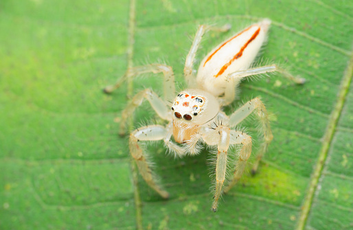 Two striped jumping spider, Satara, Maharashtra, India