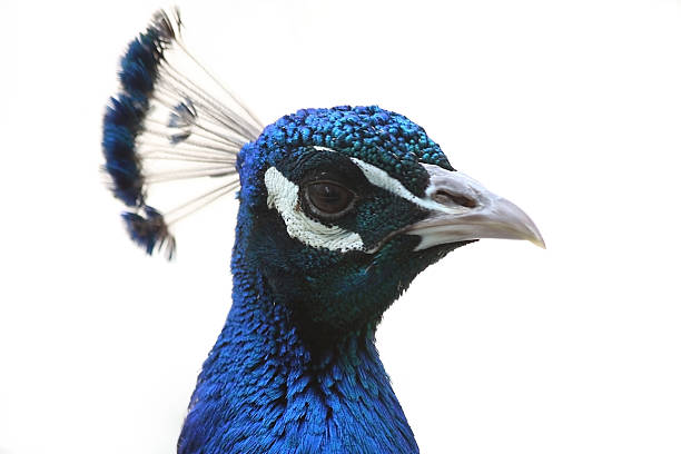 istock Closeup Of Peacock 145905862