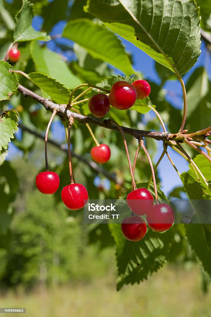 Frutas de cereja - Foto de stock de Baga - Fruta royalty-free