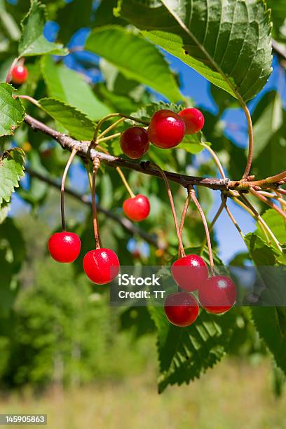 Foto de Frutas De Cereja e mais fotos de stock de Baga - Fruta - Baga - Fruta, Bosque - Floresta, Cereja