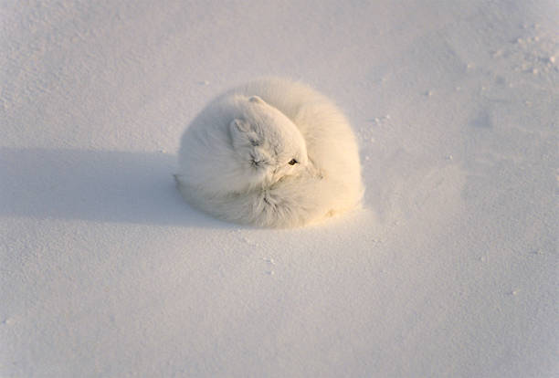 Arctic fox in the Canadian Arctic