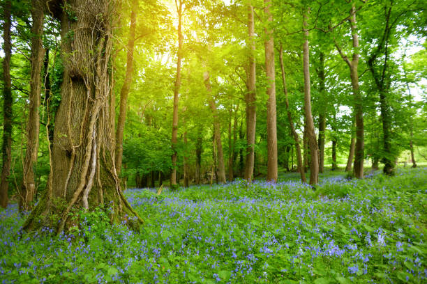 Beautiful bluebell flowers blossoming in the gardens of Ducketts Grove, County Carlow, Ireland. Beautiful bluebell flowers blossoming in the gardens of Ducketts Grove, a ruined 19th-century great house and former estate in County Carlow, Ireland. castle scilla stock pictures, royalty-free photos & images