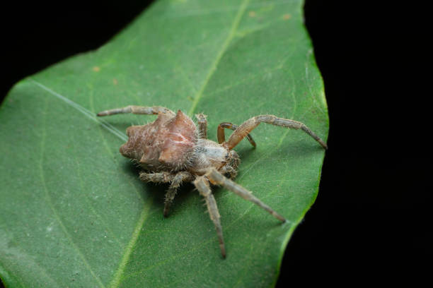 istock Orb weaver spider species, Satara, Maharashtra, India 1459058883