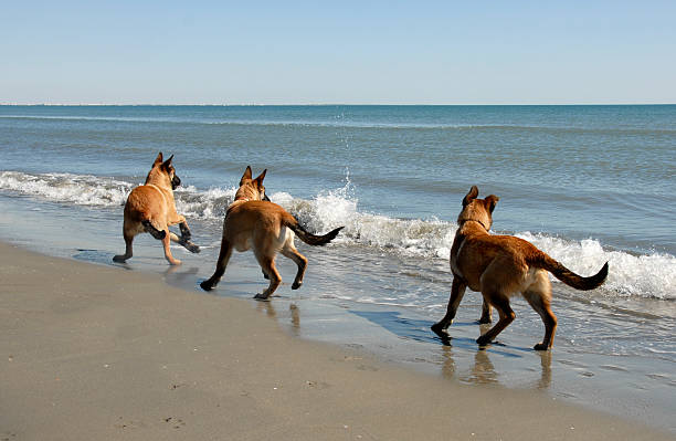 istock three malinois and the sea 145905899