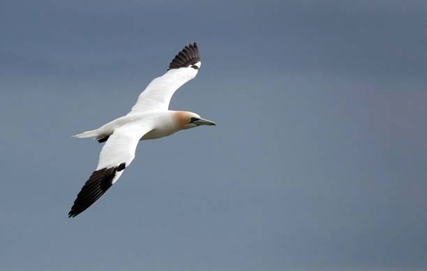 istock A northern gannet, morus bassanus, in flight against a blue sky background. 1459059164