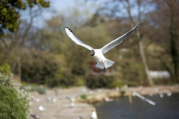 flying bird stock photo