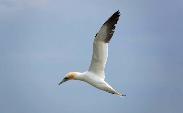 istock A northern gannet, morus bassanus, in flight against a blue sky. 1459059287