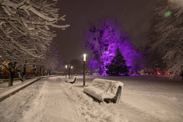 istock Snow-covered trees in a park in Kaliningrad 1459059360