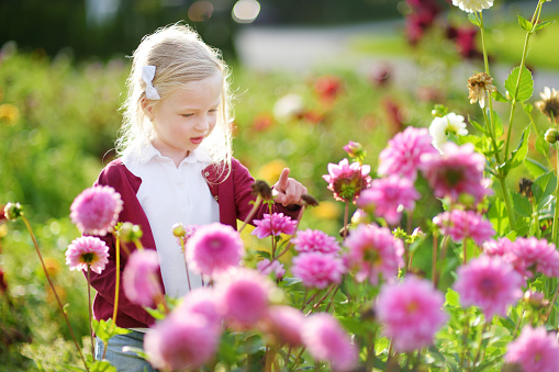 Cute little girl playing in blossoming dahlia field. Child picking fresh flowers in dahlia meadow on sunny summer day. Kid choosing flowers for her mother.