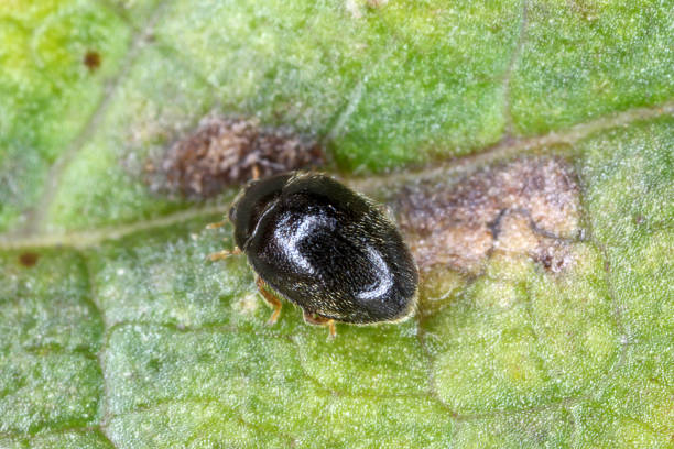 istock Stethorus punctillum (Coccinellidae) is a Spider mite (Tetranychidae) predator - destroyers. 1459061512