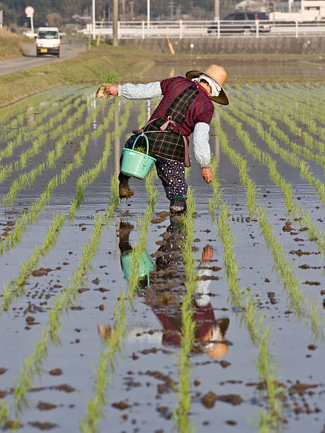 Old woman reflected walking in a rice field stock photo