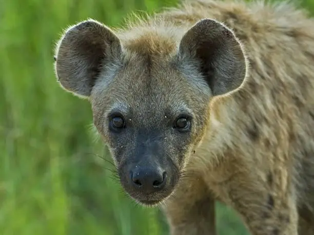 Photo of Hyena Biyamiti