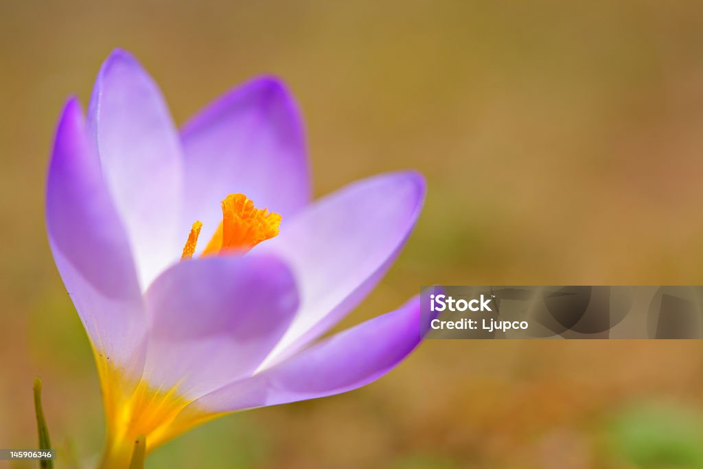 Close-up de uma flor de crocus - Foto de stock de Aberto royalty-free