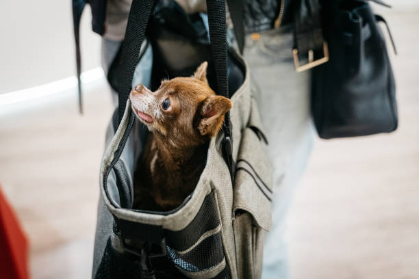 pequeno cão chihuahua é transportado em um saco e parece curioso - chihuahua dog pet carrier puppy - fotografias e filmes do acervo