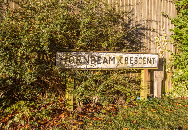 istock Hornbeam Crescent at Harrogate in North Yorkshire, England 1459063953