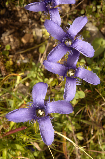 Close shot of the Viola riviniana, the common dog-violet.