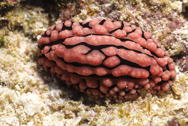 nudibranch stock photo