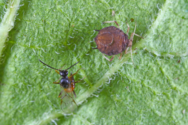 istock The black bean aphid (Aphis fabae) parasitized by Diaeretiella rapae (Hymenoptera: Braconidae). It is a cosmopolitan parasitoid of many species of aphids. 1459064792