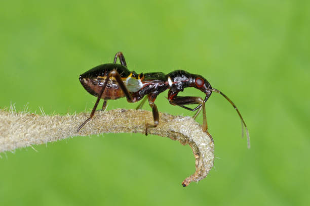 istock Young predatory larva, nymph of Reduviidae. 1459065498