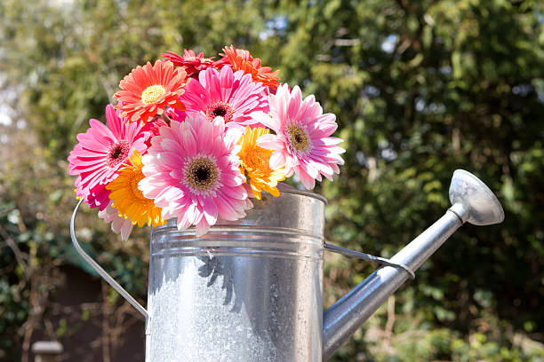 istock fresh & bright -  daisies in watering can 145906591