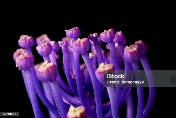 Foto de Flor e mais fotos de stock de Azul - Azul, Azul claro, Beleza