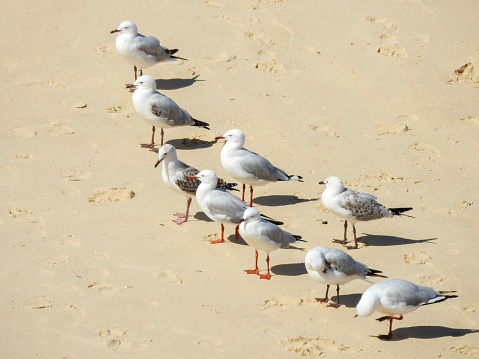 Seagulls standing in a row at the southern end of Bondi Beach, Sydney. One is scratching behind the head.  This image was taken from the cliffs at the southern end of the beach on a sunny afternoon in summer.