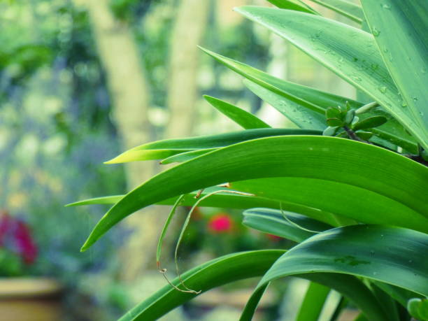 A green corner in the garden