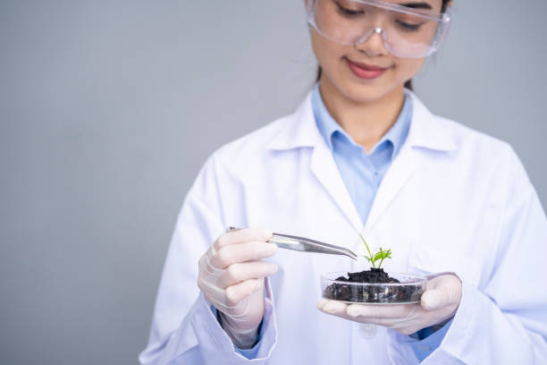 istock Female scientist holding petri dish on white background 1459067694