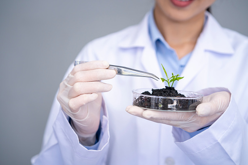 Female scientist holding petri dish with plant and soil sample over white background. Science, biology, ecology and research concept.