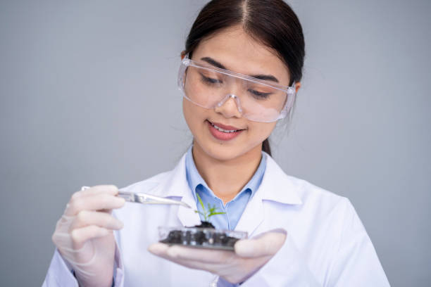 istock Female scientist holding petri dish on white background 1459067718