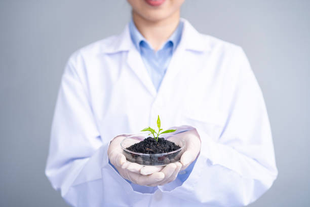 istock Female scientist holding petri dish on white background 1459067749